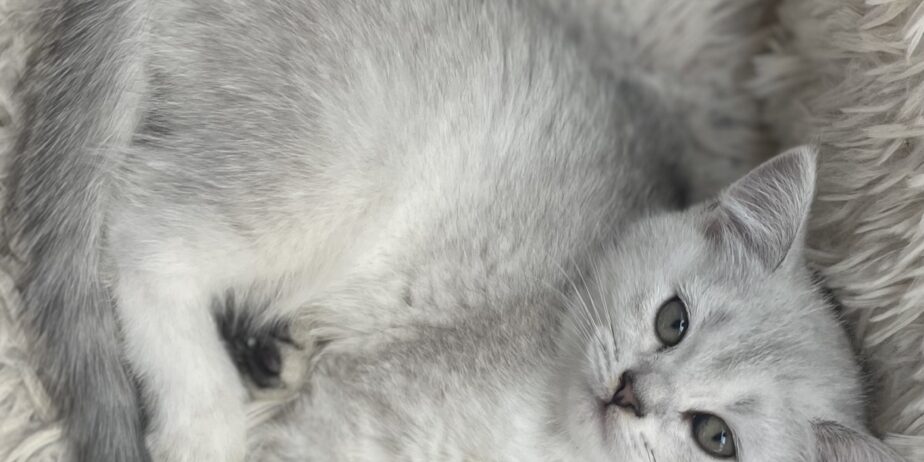 British shorthair мачиња од прекрасно легло!