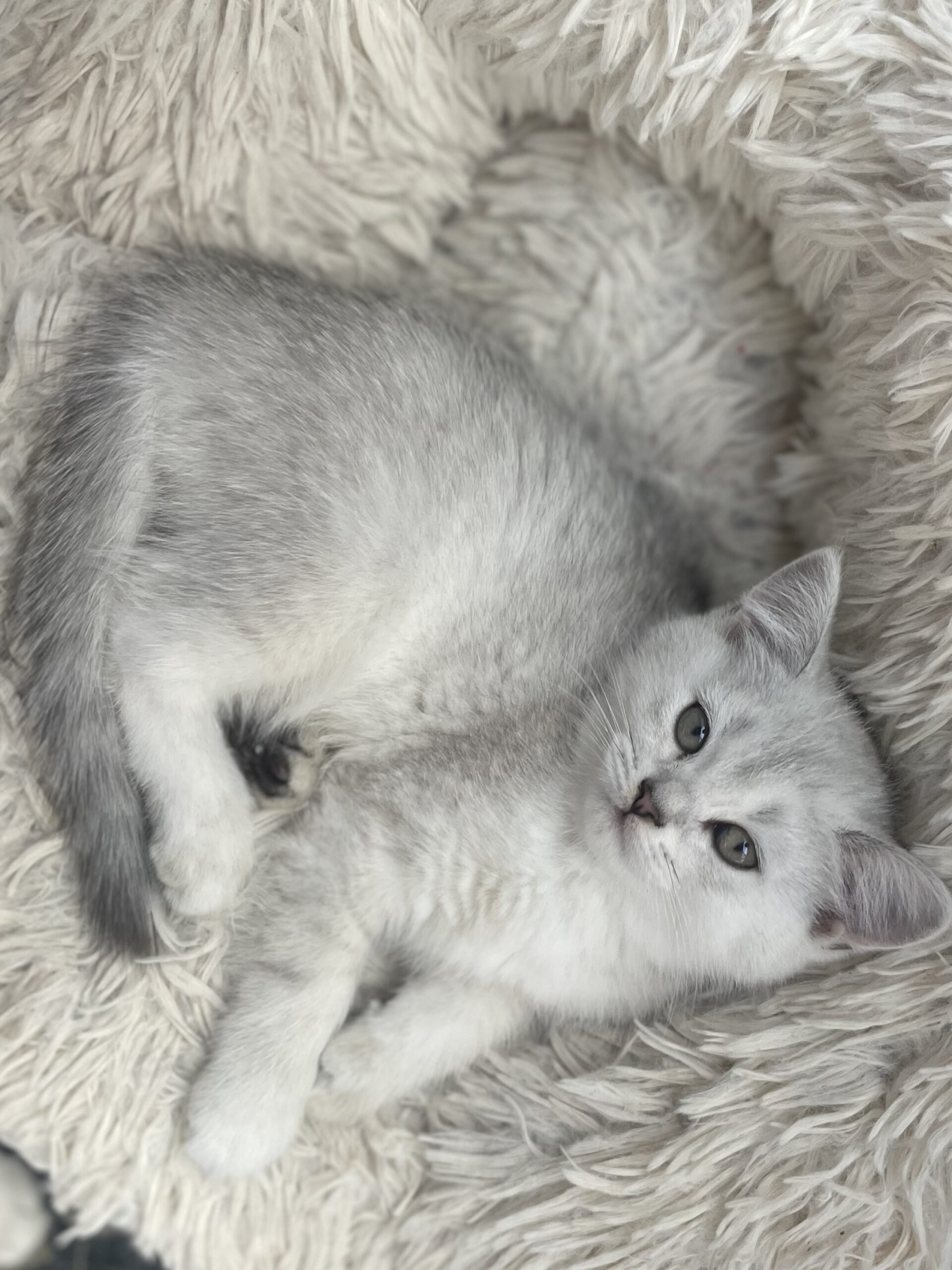 British shorthair мачиња од прекрасно легло!