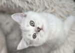 British shorthair мачиња од прекрасно легло!