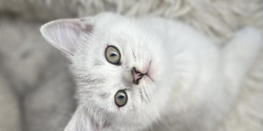 British shorthair мачиња од прекрасно легло!