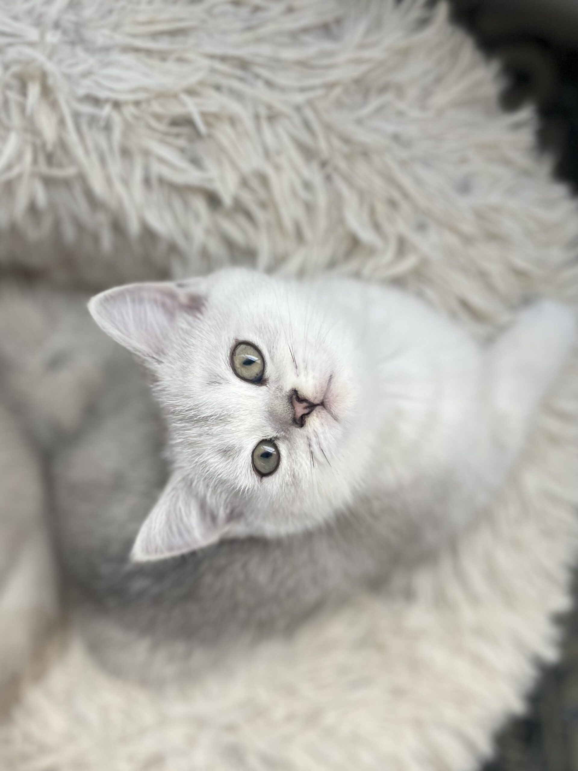 British shorthair мачиња од прекрасно легло!