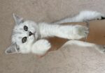 British shorthair мачиња од прекрасно легло!