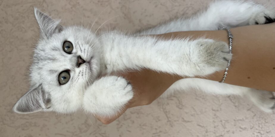 British shorthair мачиња од прекрасно легло!