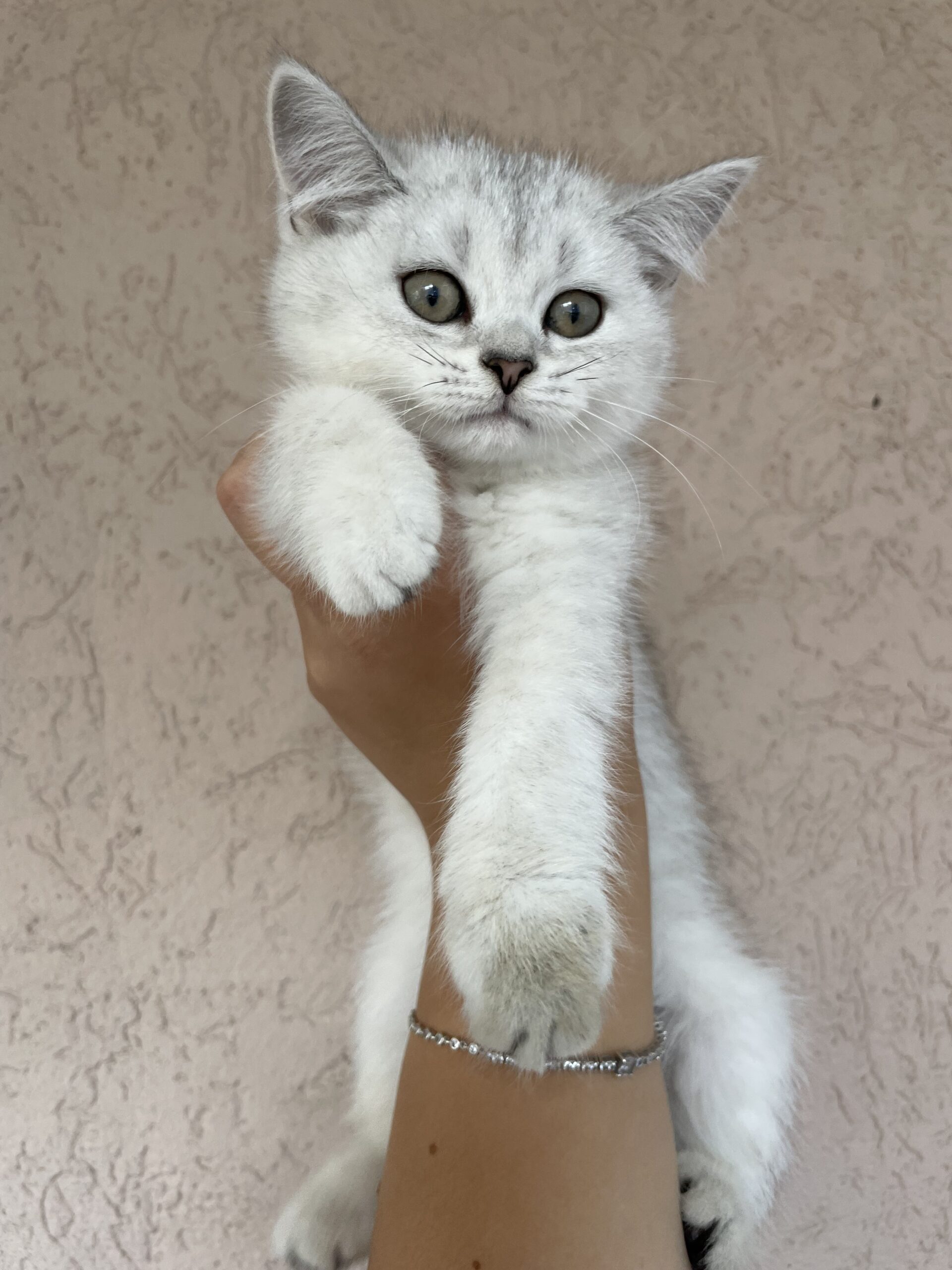 British shorthair мачиња од прекрасно легло!