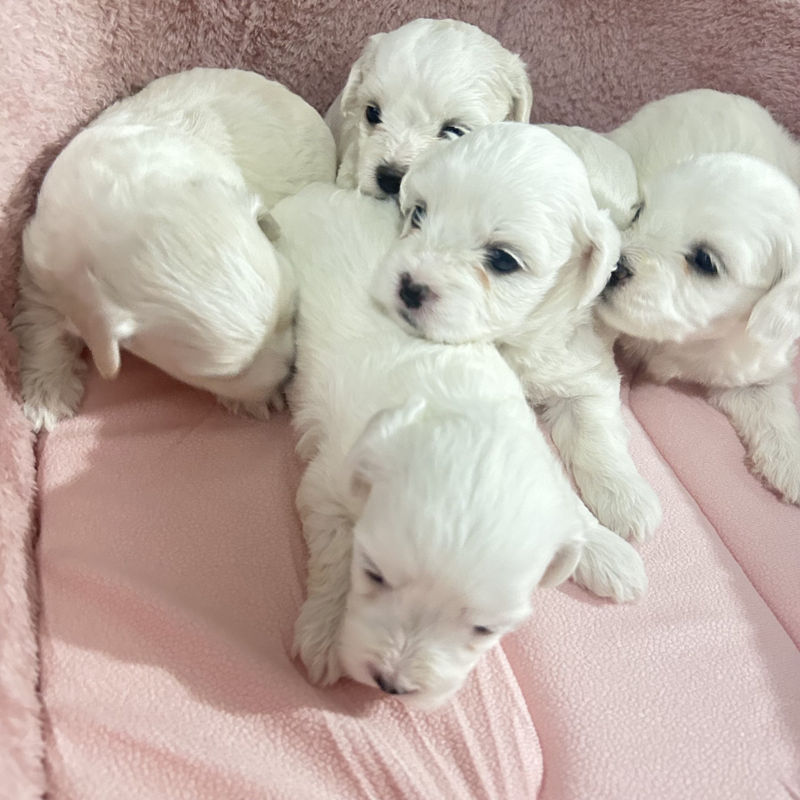  Мали бели радости бараат нов дом! 