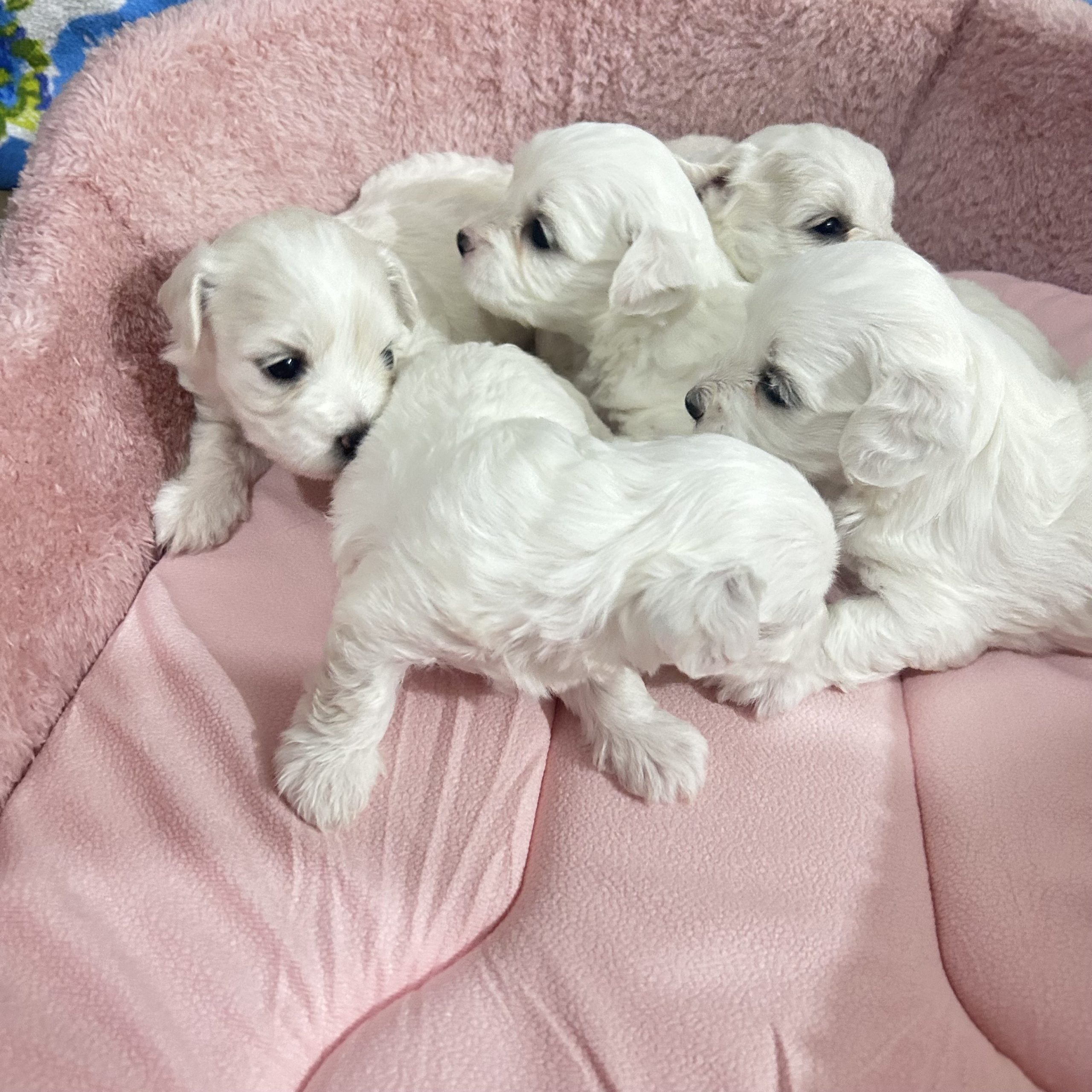  Мали бели радости бараат нов дом! 