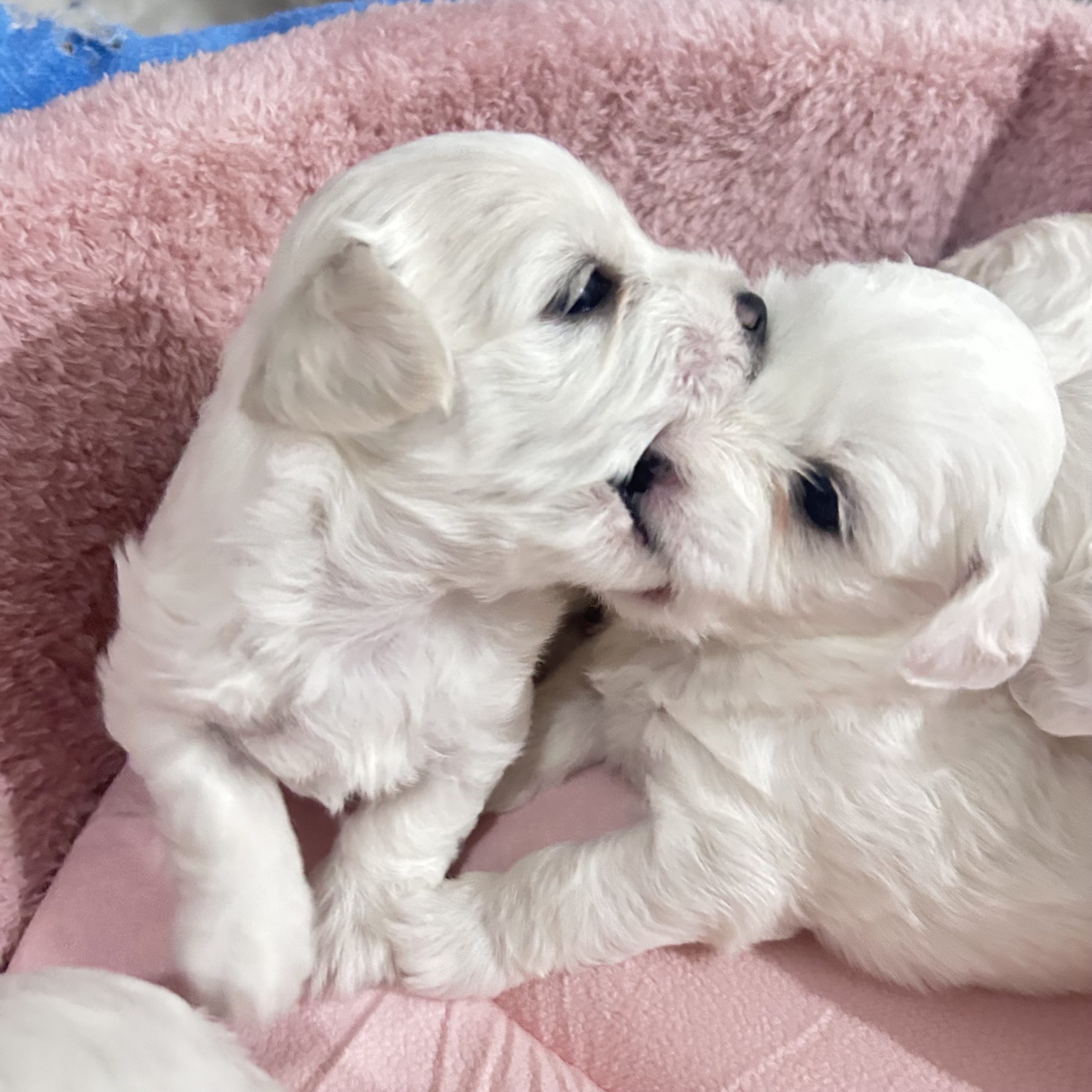  Мали бели радости бараат нов дом! 