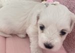  Мали бели радости бараат нов дом! 