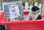 shi tzu