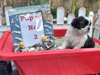 shi-tzu-1