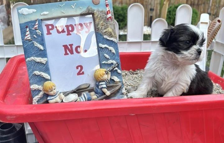 shi tzu