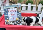 shi tzu
