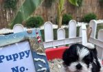 shi tzu