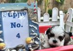 shi tzu