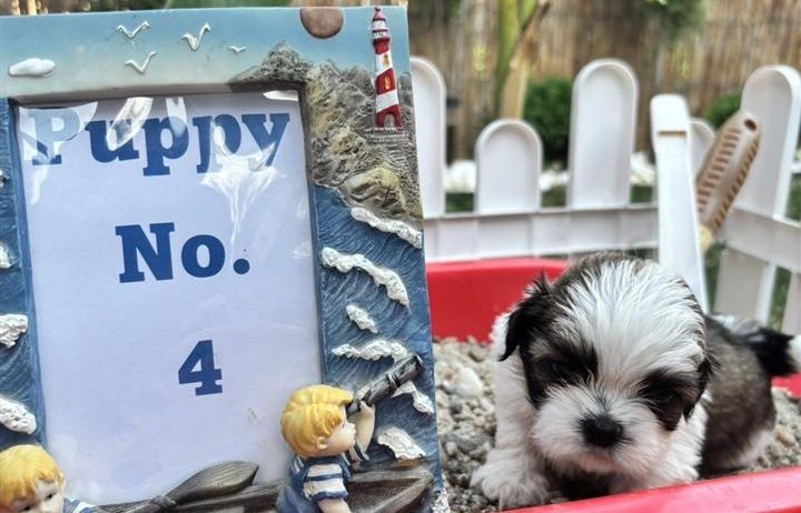 shi tzu