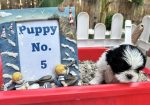 shi tzu