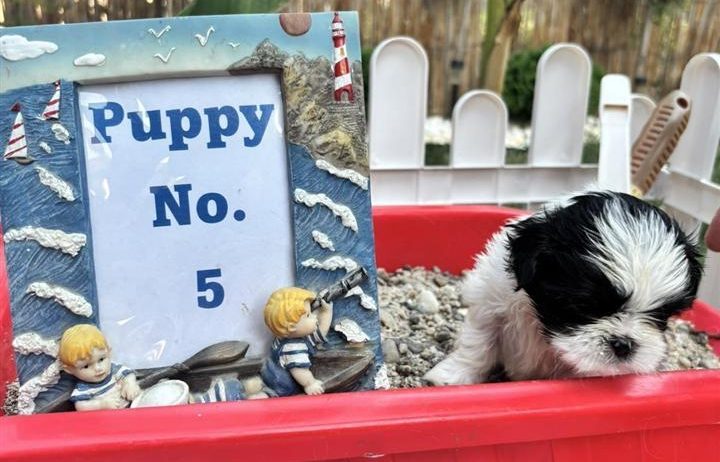 shi tzu