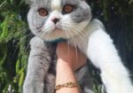 British shorthair со Педигре