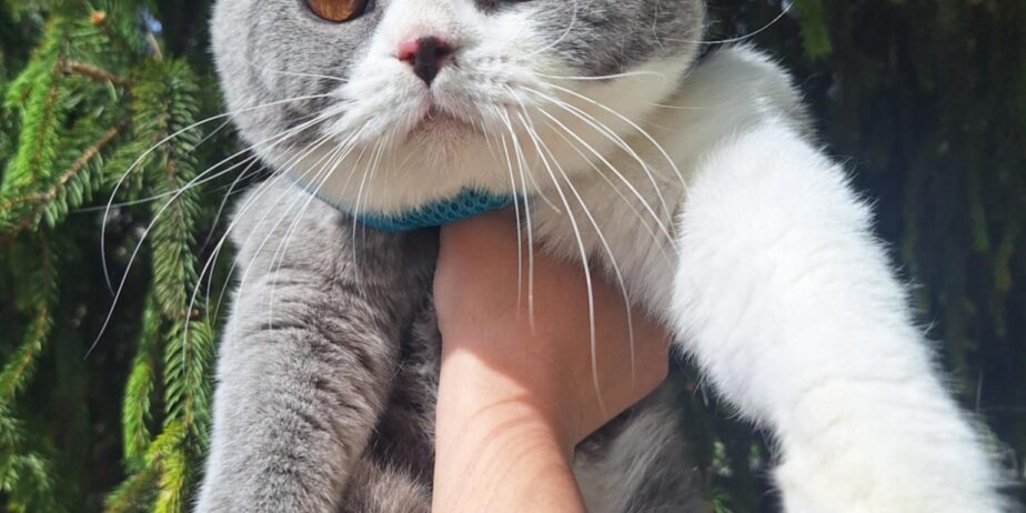 British shorthair со Педигре
