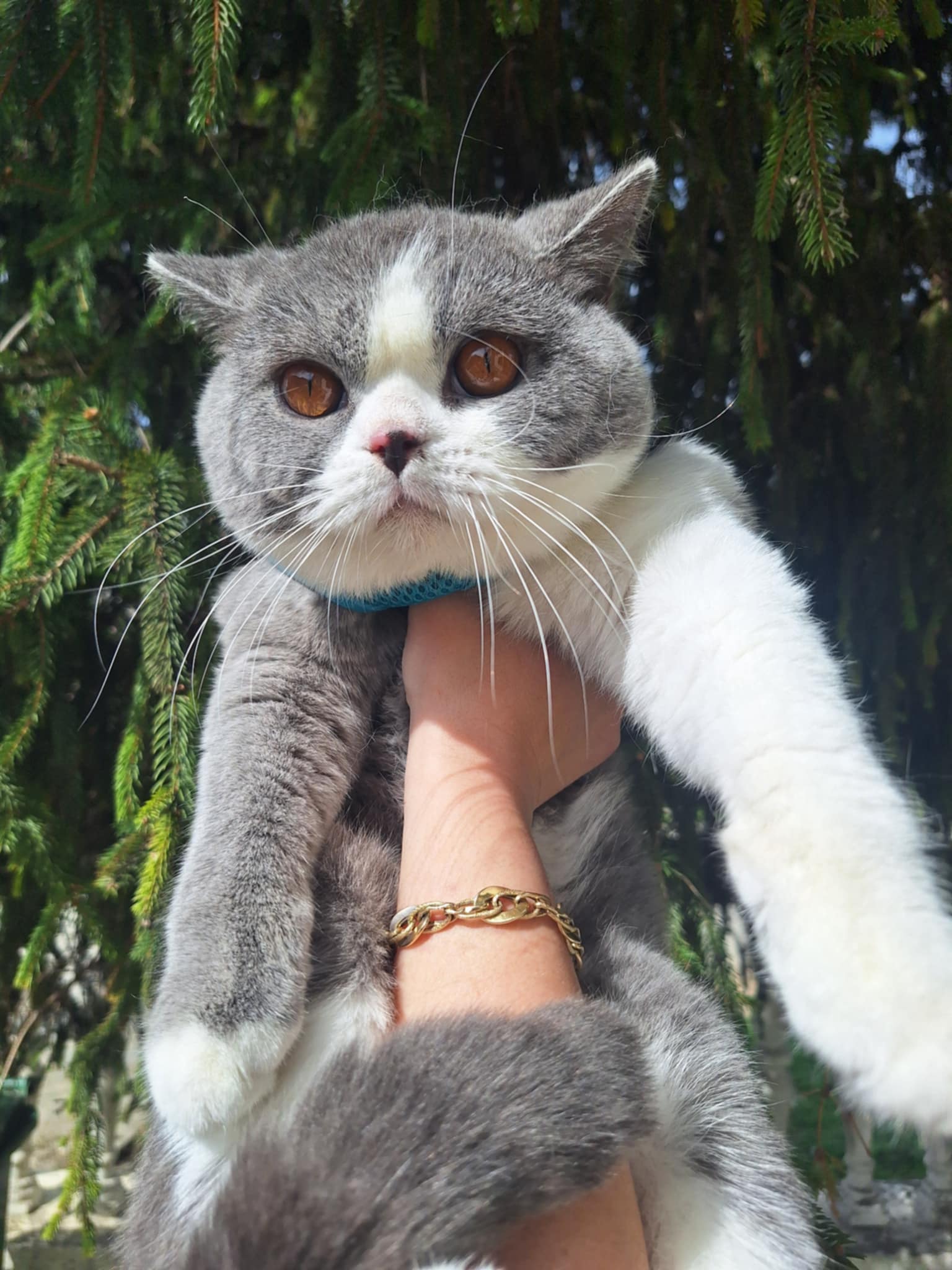 British shorthair со Педигре