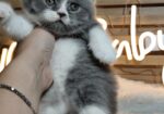 British shorthair со Педигре