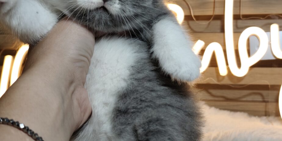 British shorthair со Педигре