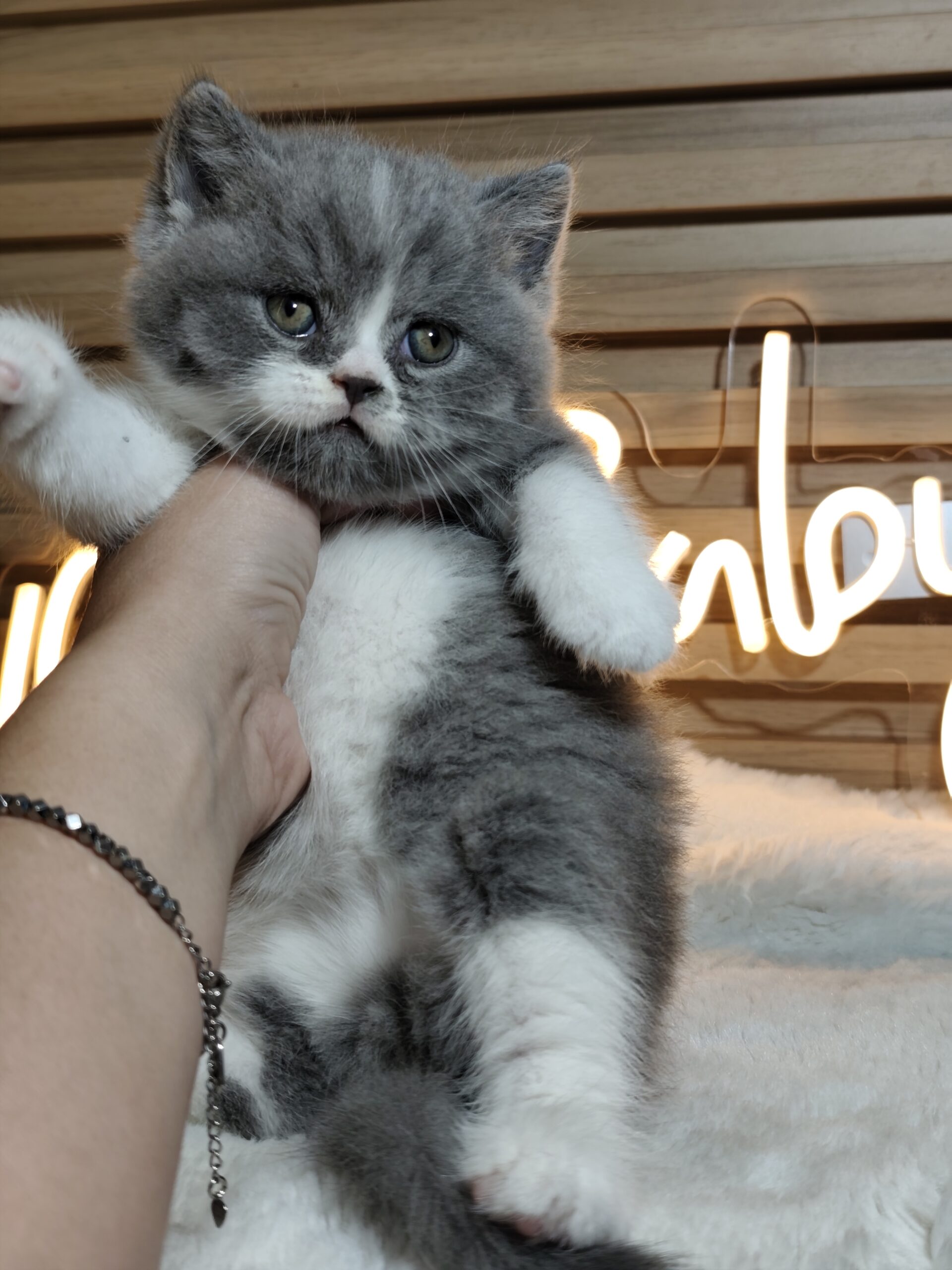 British shorthair со Педигре