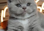 British shorthair со Педигре