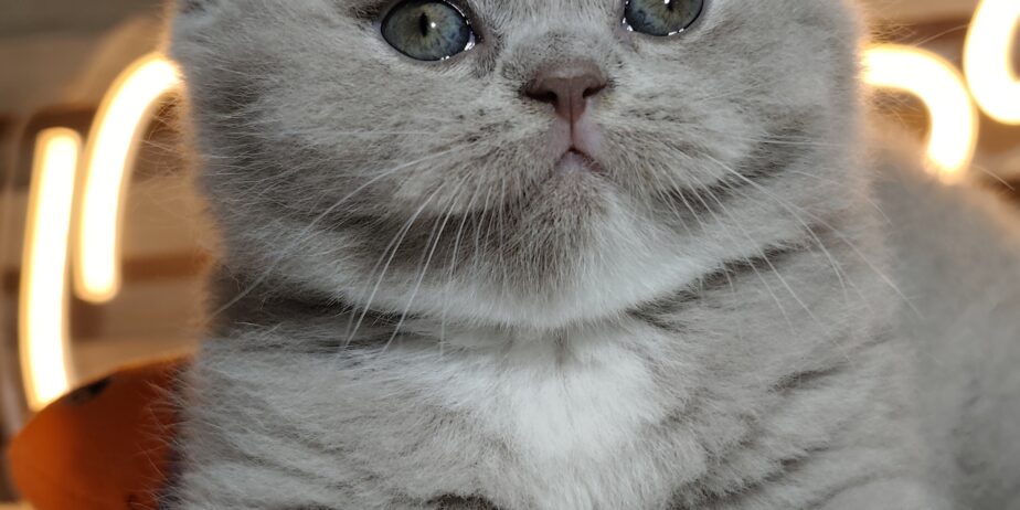British shorthair со Педигре