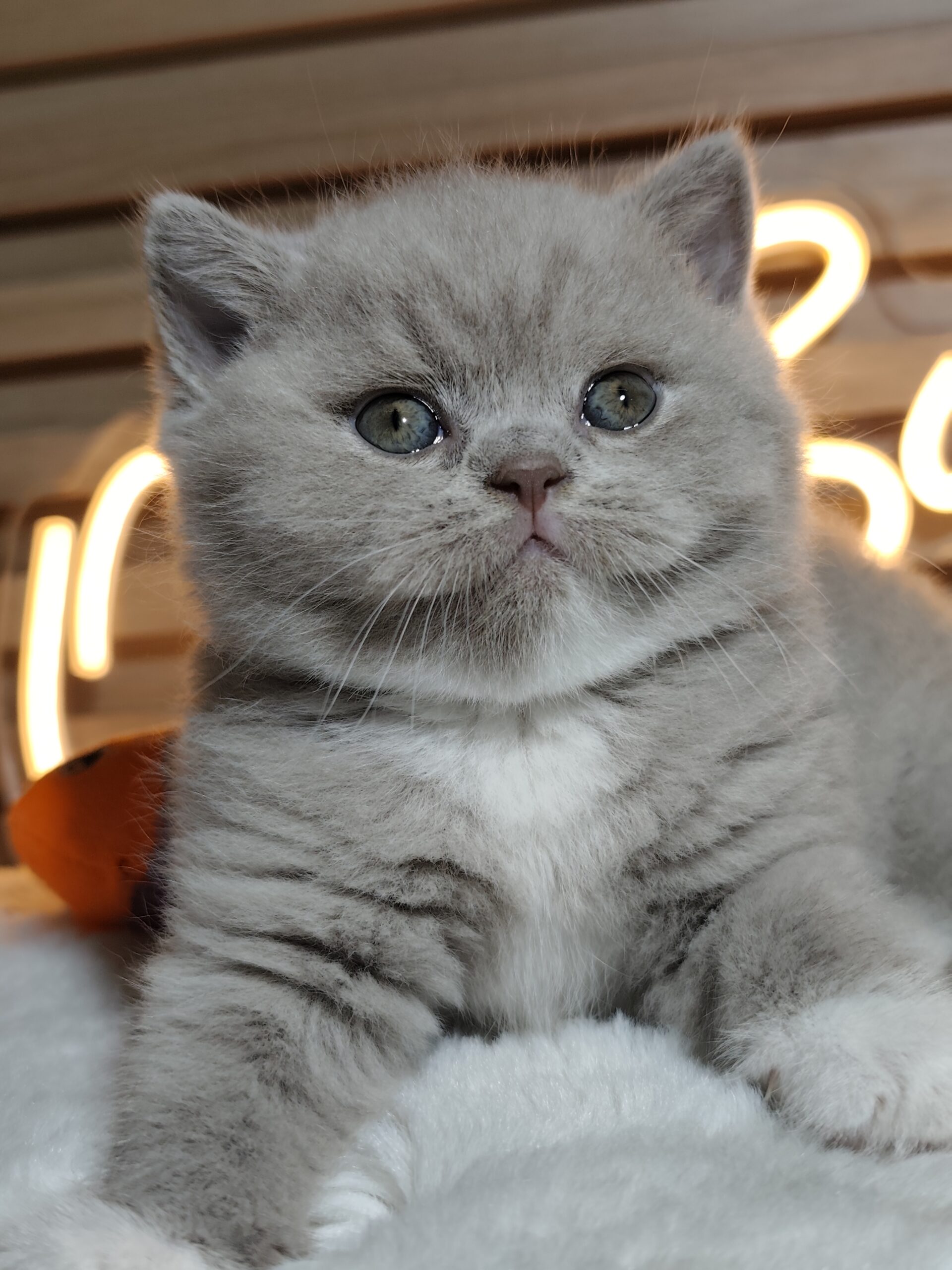 British shorthair со Педигре