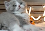 British shorthair со Педигре