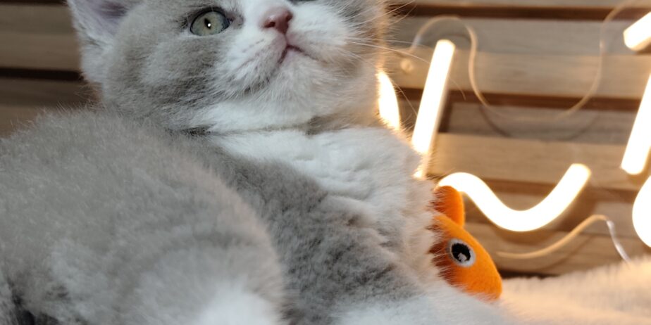 British shorthair со Педигре