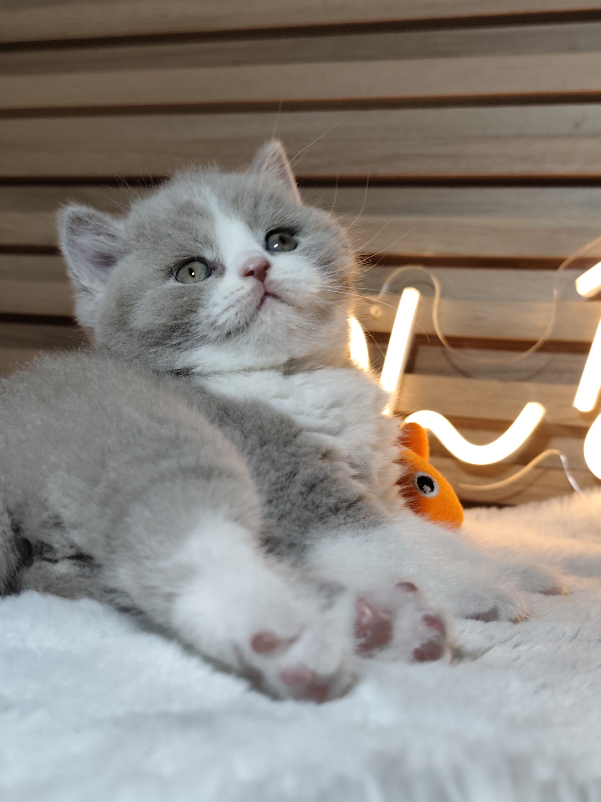 British shorthair со Педигре