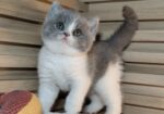 British shorthair со Педигре