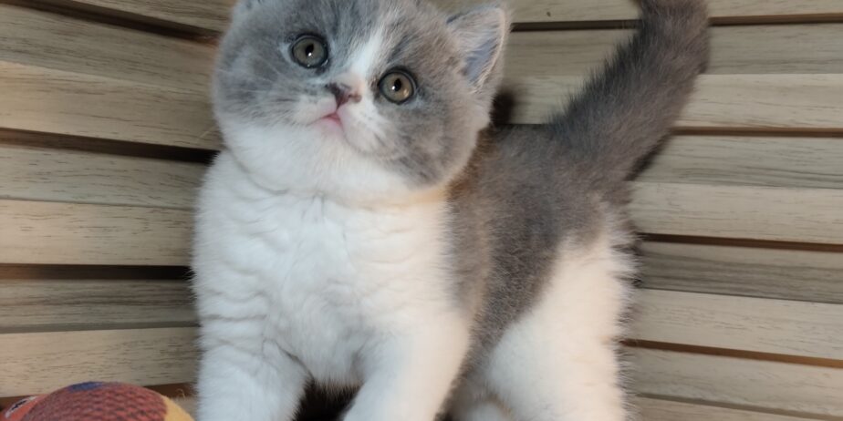 British shorthair со Педигре