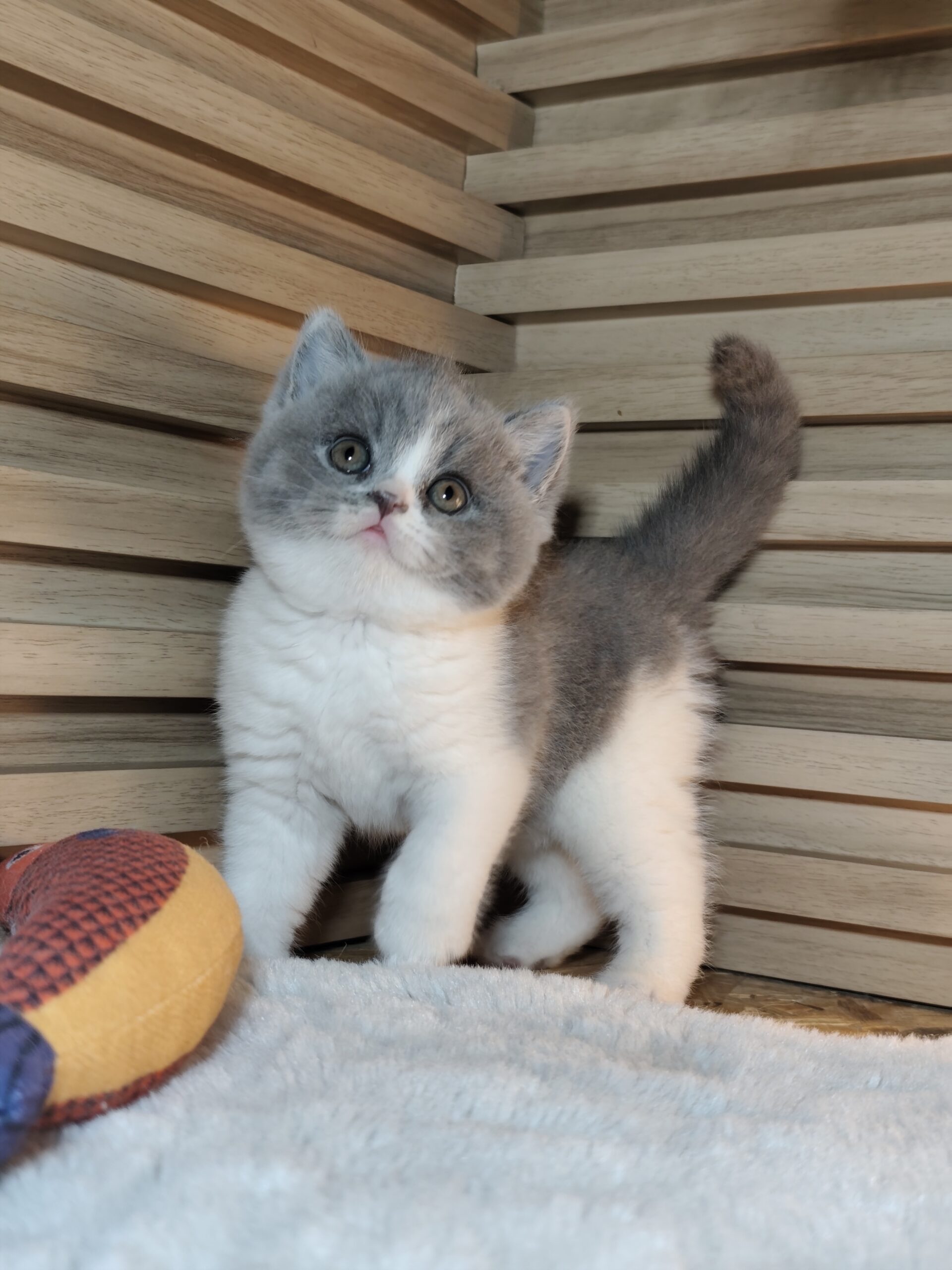 British shorthair со Педигре