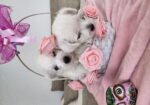 Westie