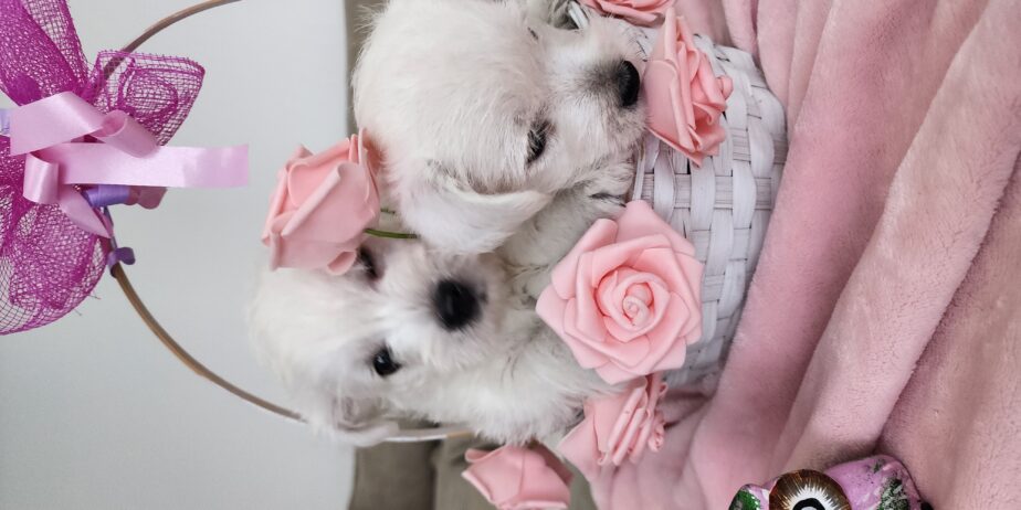 Westie