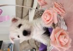 Westie