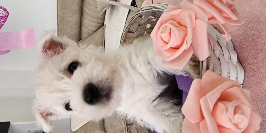 Westie