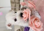 Westie