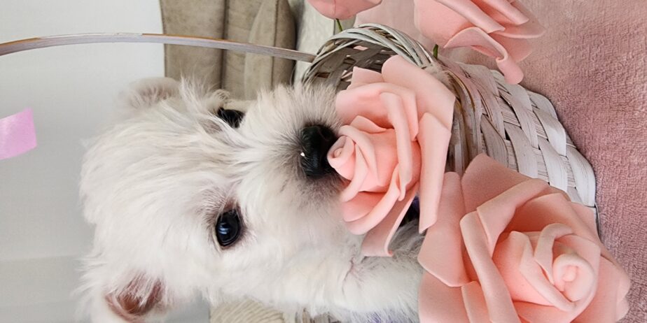 Westie