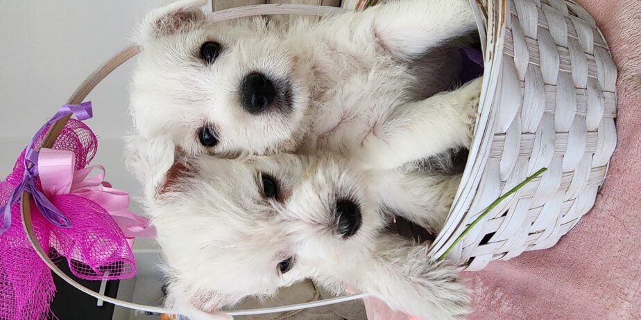 Westie