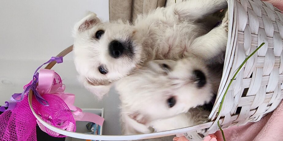 Westie