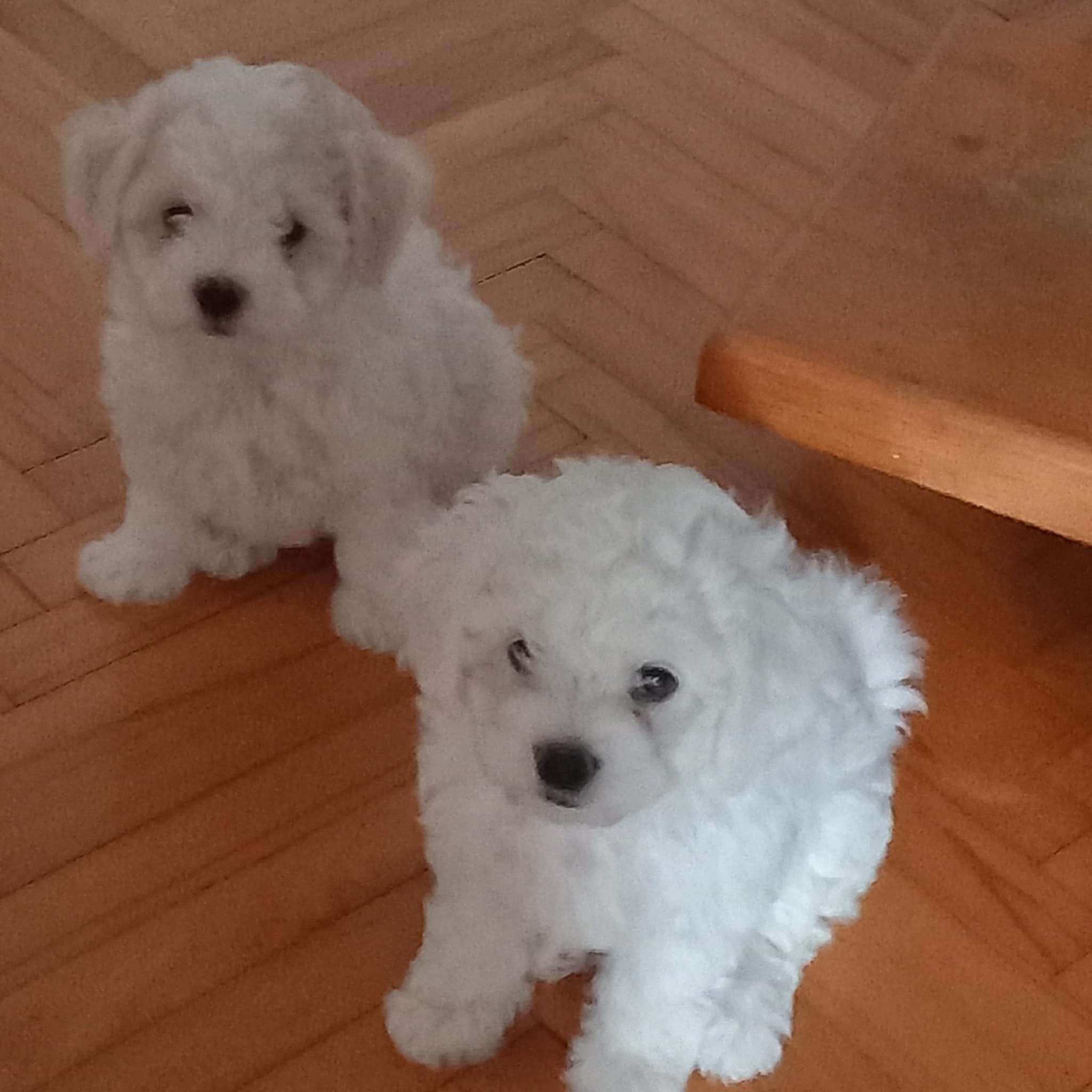 Prodazba na zenski bishoncinja