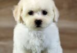 Bichon Frise