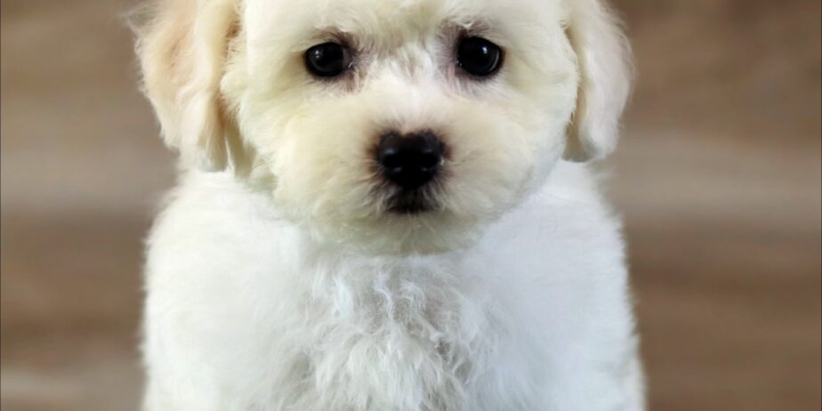 Bichon Frise