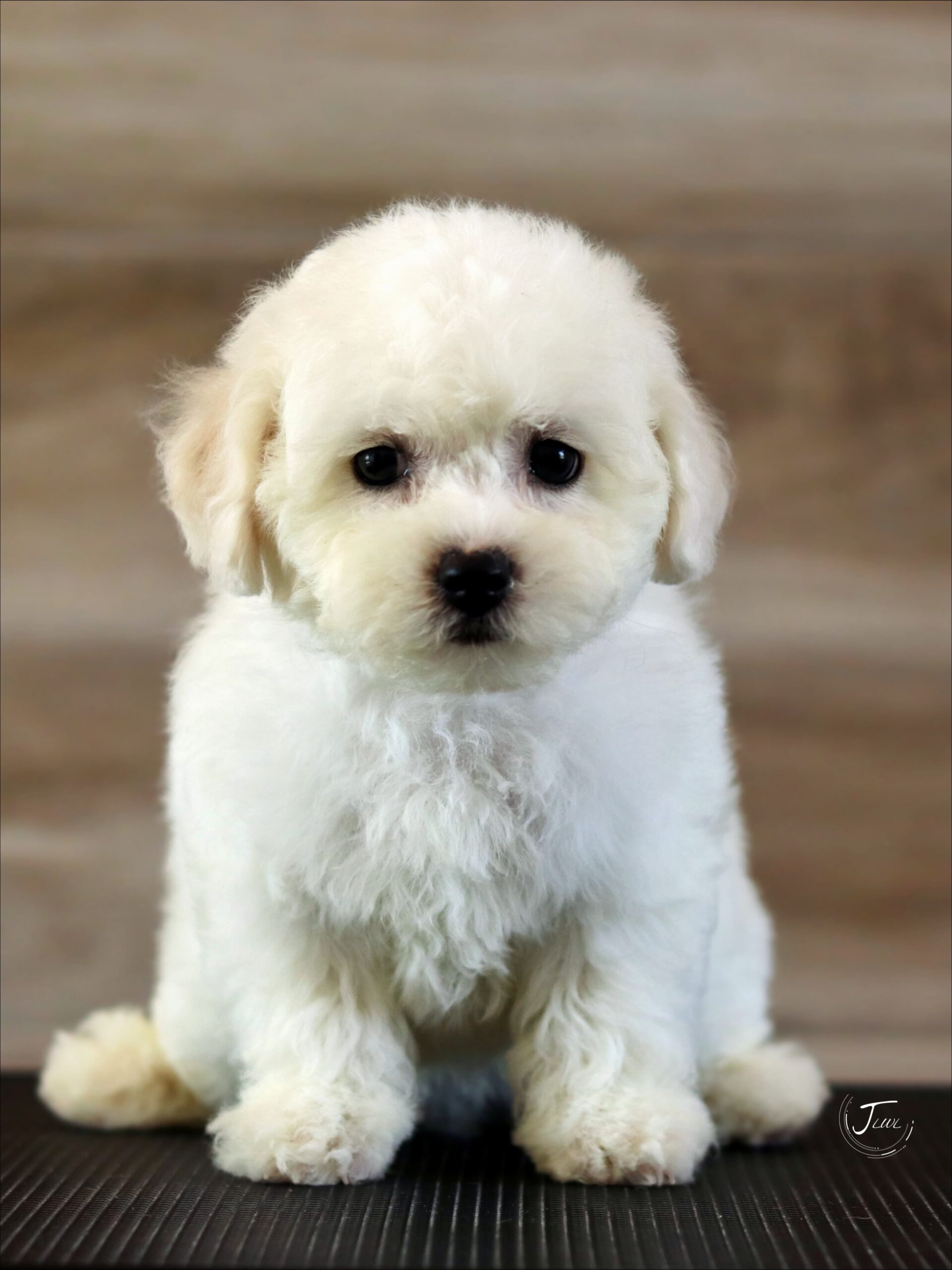 Bichon Frise