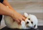 Bichon Frise