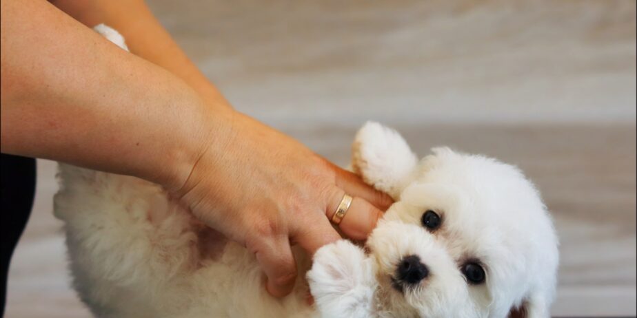 Bichon Frise